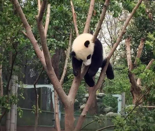 原谅我们画风突变,只是熊猫真的太呆萌了!