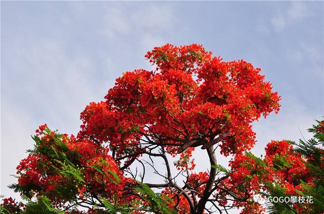 时 多不胜数的小叶如雪花飘落 在印度凤凰木被称为高莫哈树(gulmohar)