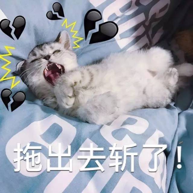 表情包丨萌猫表情包来袭