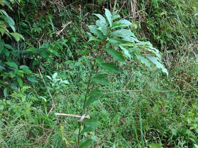 其性温,味甘,辛.味道甘中带香.牛奶树根煲出来的味道带有牛奶味.