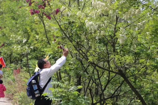 第五届大青山槐花节开幕啦!