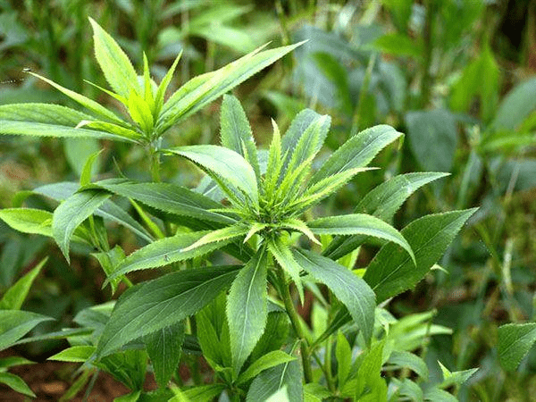 脾胃虚寒,总是拉肚子,不起眼的草药竟能调理肠道