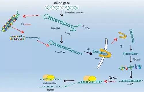 视频详解mirna的诞生之旅