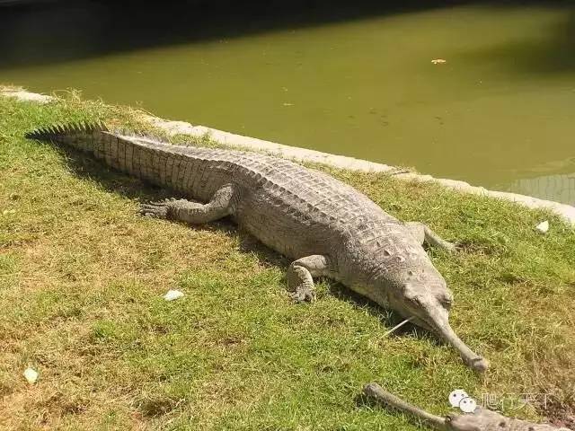 【附录一·马来食鱼鳄】世界上头最大的鳄鱼竟然是他