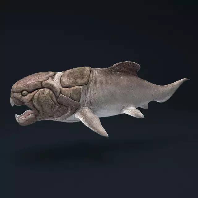 鱼类中的 盾皮鱼开始称霸海洋 最大的一种名为 邓氏鱼(dunkleosteus)