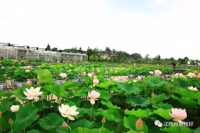 【走遍江西100县】广昌县:中国白莲之乡,等你来玩!