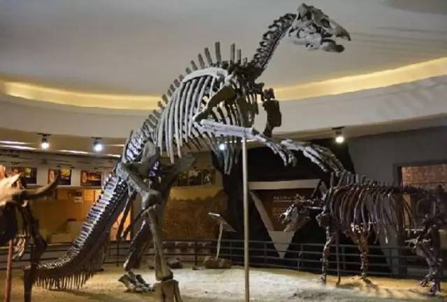 中国十大恐龙化石,第一龙居然是它?