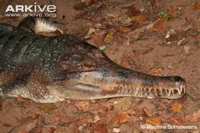 【附录一·马来食鱼鳄】世界上头最大的鳄鱼竟然是他