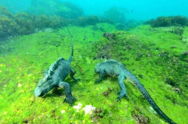 逃离人挤人的海岛,附全球最小众潜水海岛名单,锤头鲨等罕见生物等你来