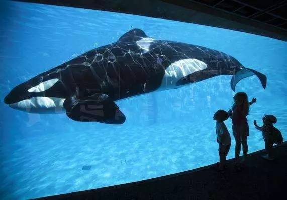 法国颁布禁令,禁止水族馆繁育鲸鱼和海豚.而促成