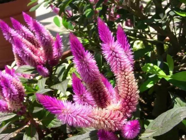 野鸡冠花