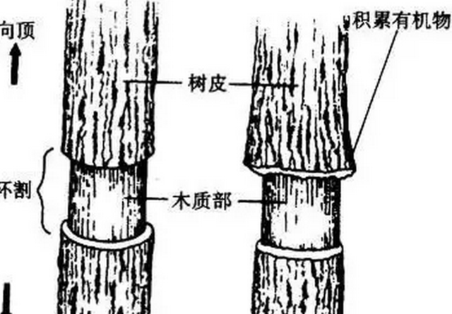 坚持环剥还是放弃环剥?苹果树合理应用环剥技术