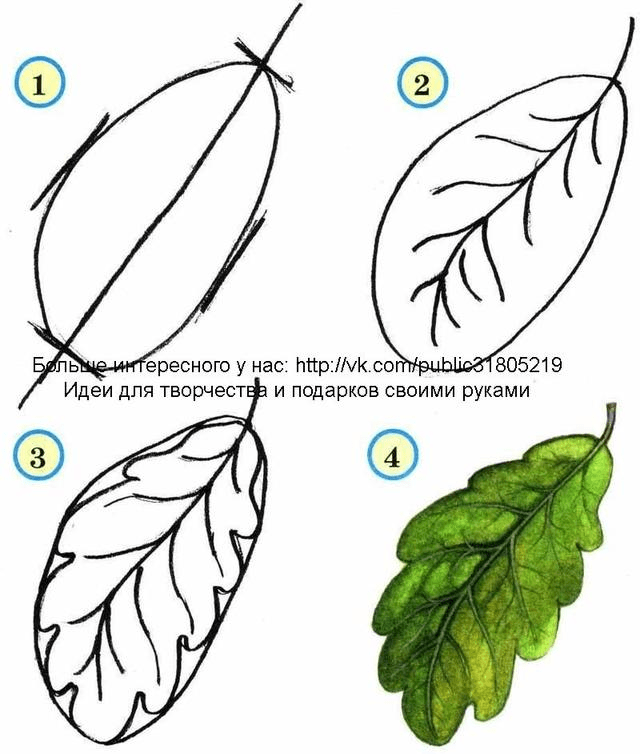 不同的树叶有不同的画法,但并没有那么难 今天yoyo带来了几个树叶画法