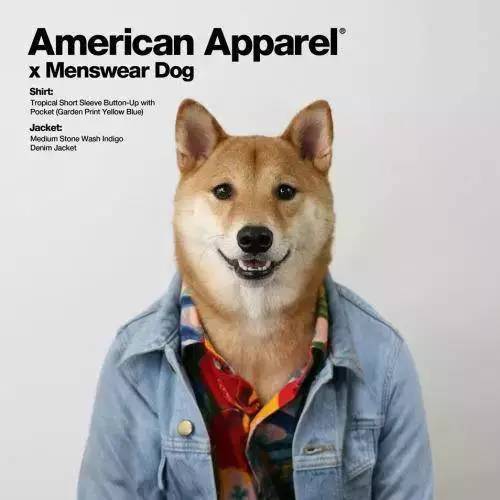 很多品牌都请它做服装代言,例如asos,coach,american apparel,todd