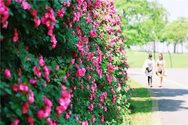 600米"安吉拉"月季花墙进入盛花期,成辰山植物园当季最佳拍照背景