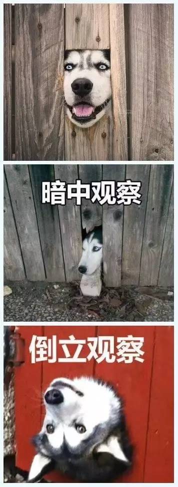 这就是我喜欢二哈的原因