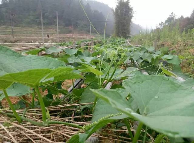 江屯种植龙须菜是历年时间最长的,由于这里独特的山势和土壤,加上特别