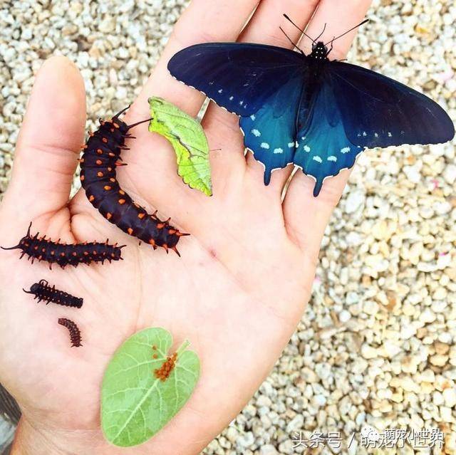 全世界最美蝴蝶原本已绝种,这个男孩在自家后院让它们