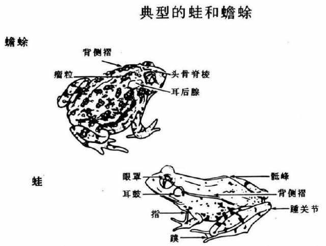 蟾蜍养殖场和蟾蜍经济价值