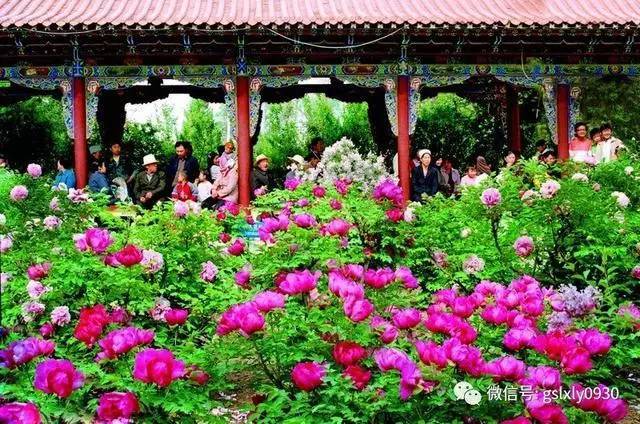 据统计,临夏市今年举办的"第二届河州牡丹文化节"期间,临夏市各景区