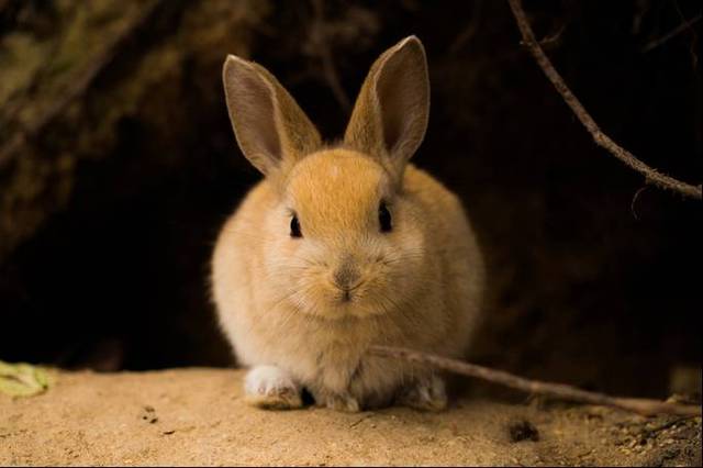 掉进兔子洞是什么体验 给你推荐这个超萌的兔子岛