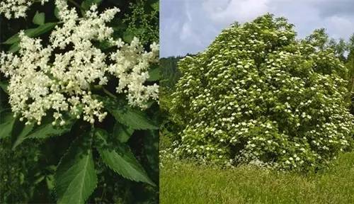 接骨木树很漂亮,相当大.树上开满散发幽香的小花.