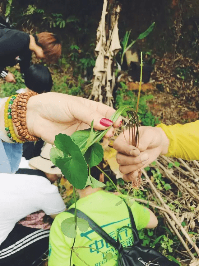 识草辨药初体验—记添行健古道寺亲子采药行