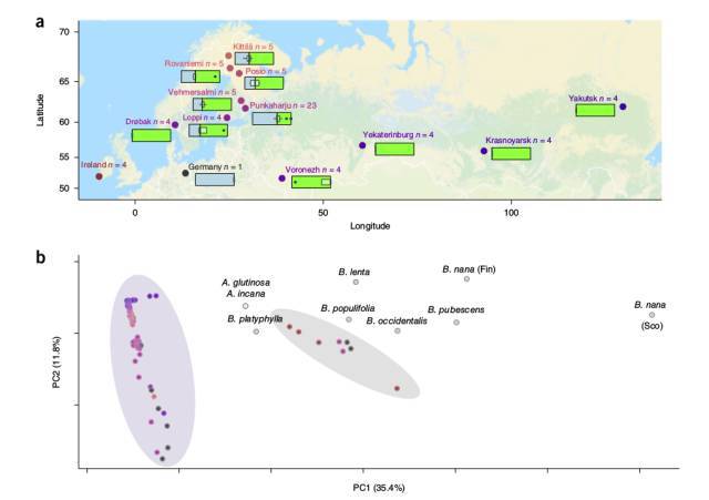 欧洲银桦基因组登上nature genetics