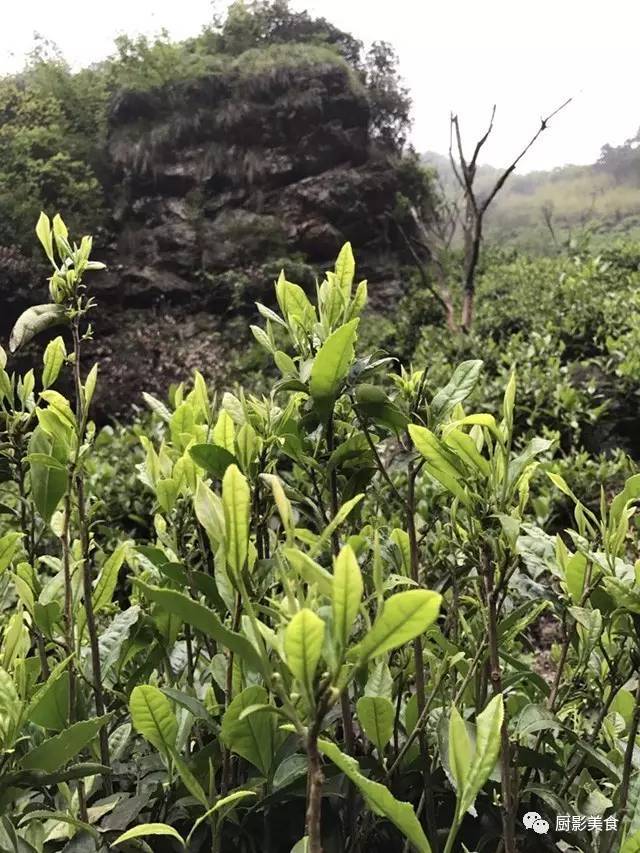 中国顶级野生高山茶