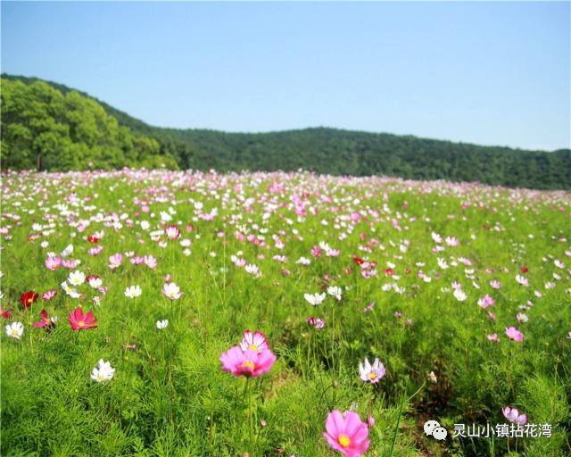 花海盛放 门票特惠,来拈花湾是你五月一定要办的一件大事!