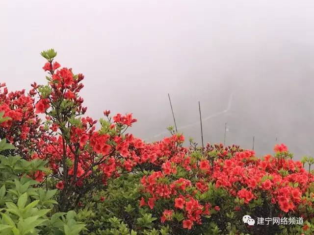 相约浪漫花海,邂逅唯美春光——5月21日"映山红遍金铙山"活动盛大开幕