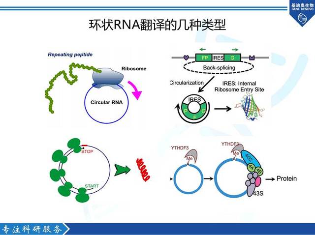 环状rna翻译和常用验证方法介绍