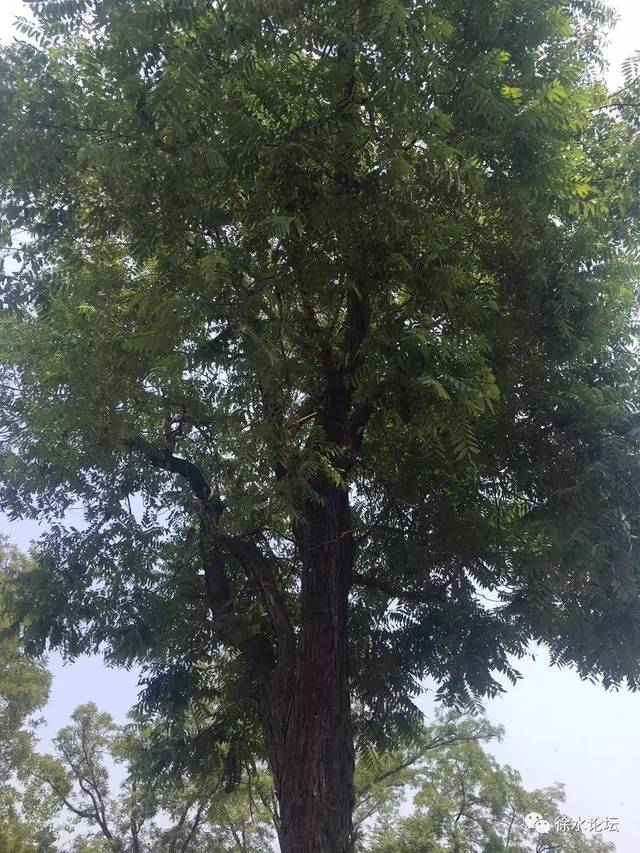 徐水某村出了一颗百年香椿树,小编惊呆了