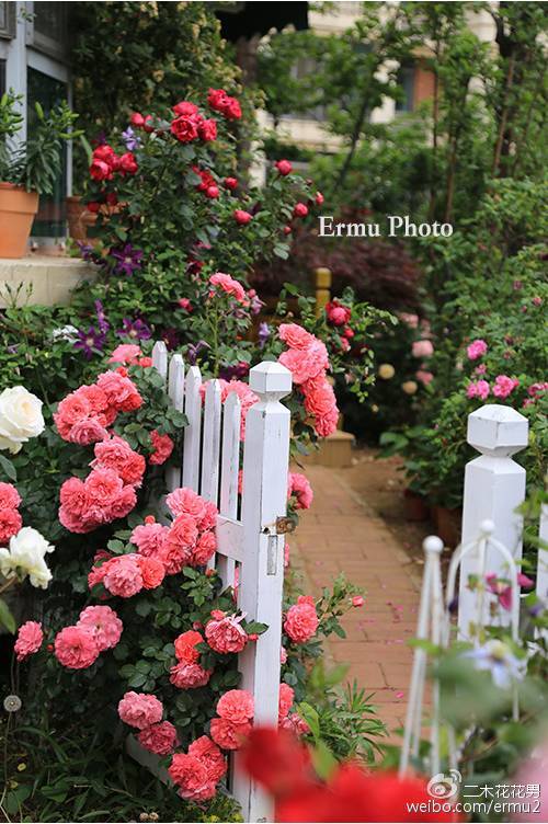 还有一些可以参观的超美私人花园哦~ 那里的蔷薇和月季品种繁多,更