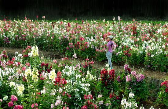 每一缕从鲜花山谷传来的风都是爱你的气息_手机搜狐网