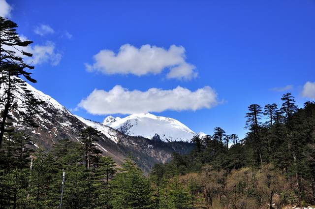 清朝末年到此的清兵首领刘赞廷说"森林弥漫数千里,花木遍山,藤萝为桥