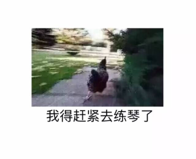 福利 练琴表情包大赠送,无水印(一)