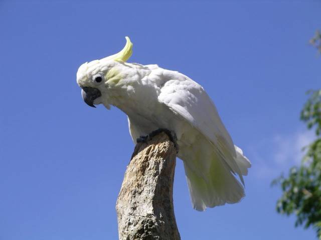 一个中型(约34厘米)风头鹦鹉,长度约34厘米(13).