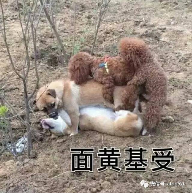 犬组什么成语_成语故事简笔画(3)