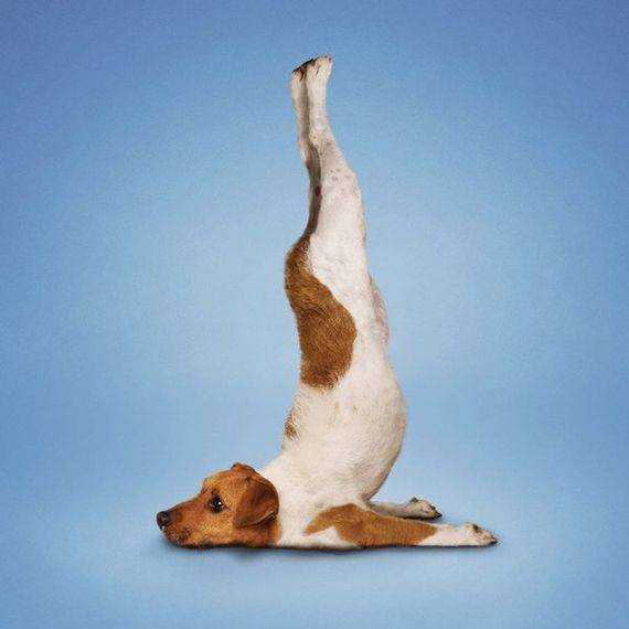 动物做瑜伽(笑死了,超萌哦)_手机搜狐网