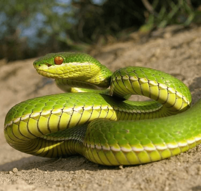 同样都是绿色的蛇 一种无毒 一种却是剧毒无比