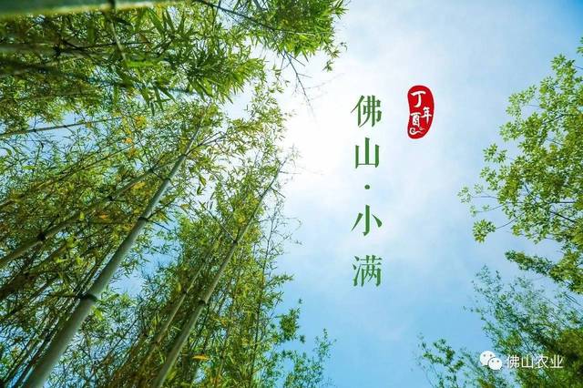 小满·佛山|小得盈满,以诗词会节气