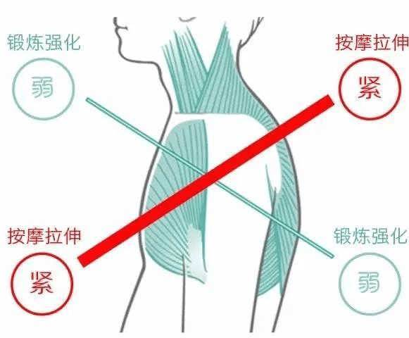 一张图 过紧的肌肉:按摩拉伸 针对肌肉:胸大肌,胸小肌,背阔肌,肩胛提