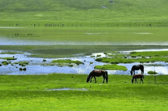 花海子,绿海子——松潘山谷里藏了两个花海