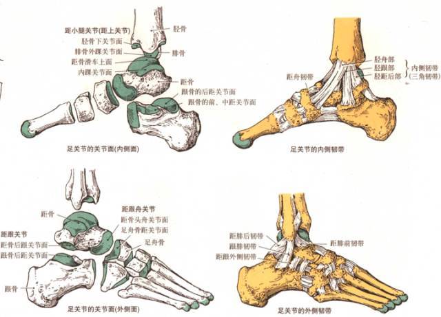 足踝部位的医学瑜伽康复 肌动学,也是解剖生物力学,关节运动学.