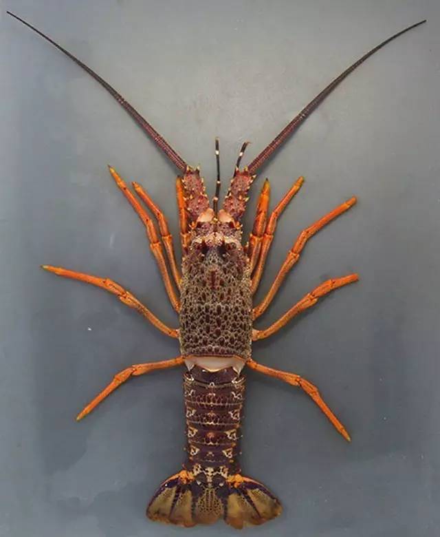 非常に美味 即南澳岩龙虾(southern rock lobster),是在