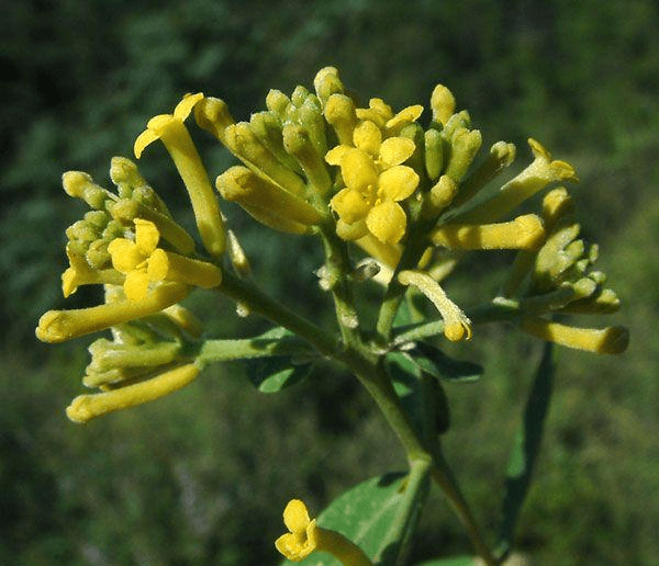 ①治肿及支满澼饮:芫花,荛花各半两,甘草,大戟,甘遂,大黄,黄芩各一两