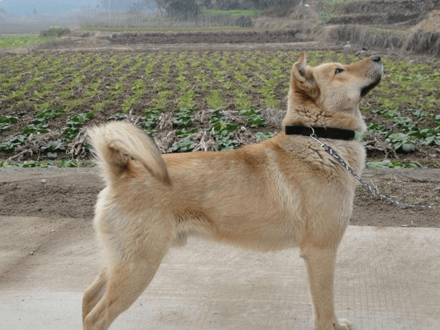 中华田园犬被评智商排名倒数第一?我不服!