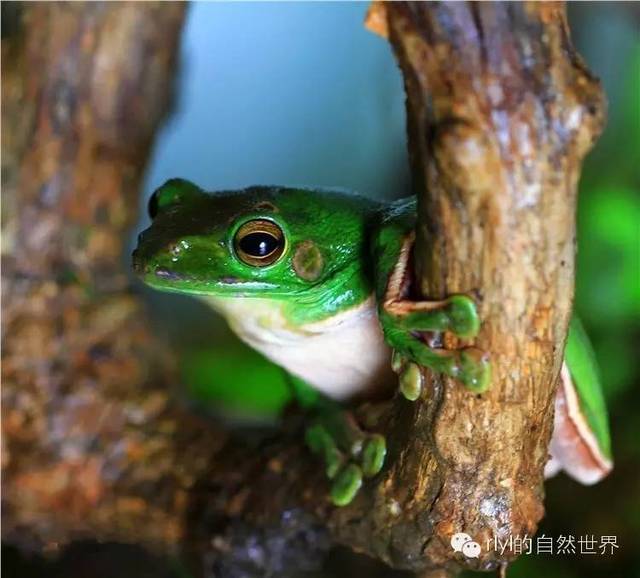 就爱绿蛤蟆——「大泛树蛙」饲养心得!