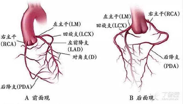1. 冠状动脉解剖